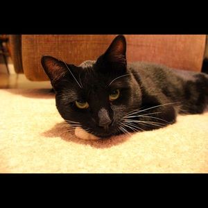 Meet your Posher, Heidi